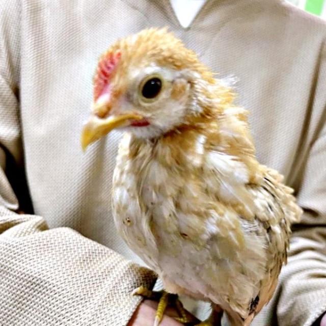 お迎え初日、生後3カ月のゴマちゃん（画像提供：ぴいちょさん）