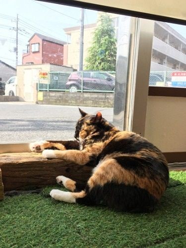 窓辺でうとうと　（伊藤さん提供）