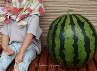 娘さんより重い15キロの大玉スイカ（提供：農家のヨッメさん）
