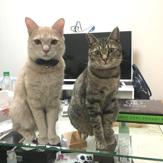 「自分だけおやつって、どうなの…」と、石井さんを見つめる2匹