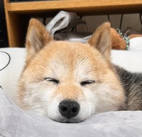 安心しきった表情で眠るあんずちゃんの姿に癒されます（NAHOKOさんＸより）