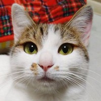 甘えたような表情を浮かべる愛らしいミルちゃん（画像提供：こうめさん）