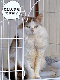 ふわもふの美しい姿を取り戻したメルくん（画像提供：レオとむぎさん）