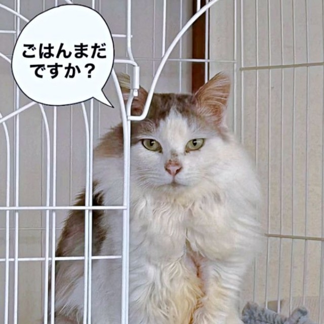 ふわもふの美しい姿を取り戻したメルくん（画像提供：レオとむぎさん）