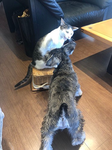 テンションが上がったトーマスをたしなめることもあるけど（さやかさん提供）