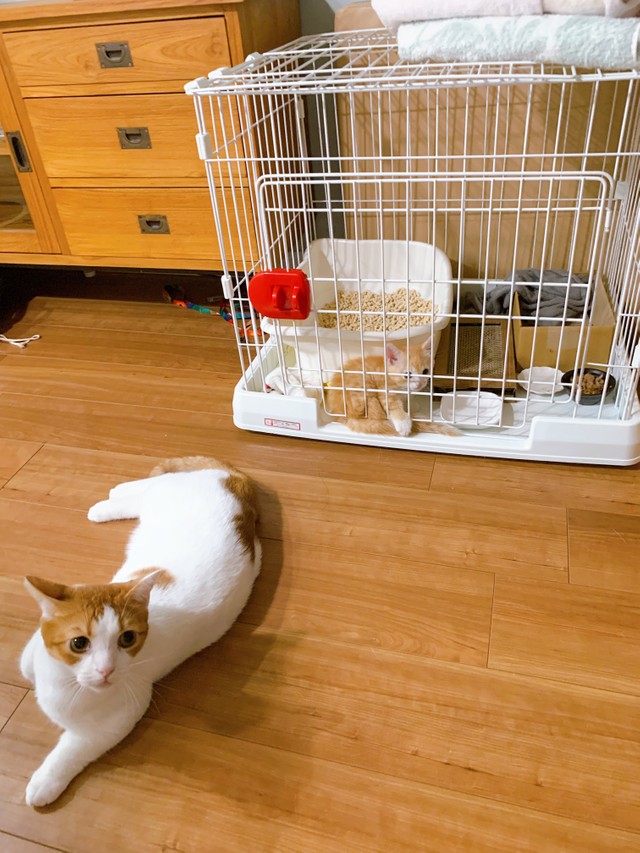 子猫用ご飯を盗み食いしました・・・