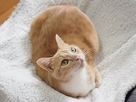 ふわふわのブランケット気持ちいいな　保護猫「はな」