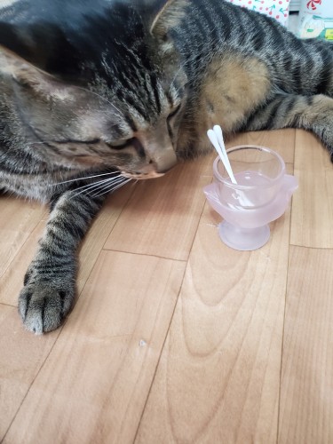 綿棒を水に浸して、歯茎をぬぐうのもよいそうです。これはイヌオが通った他の病院で教わりました。でも意外と難易度高し。