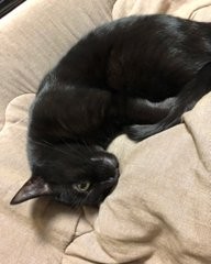 僕さんは志島とひろさんの実家で過ごしているのだそう（志島とひろさんのTwitterより）
