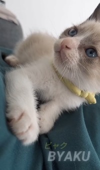 ぷっくりしたひげ袋がチャームポイントのビャク／投稿者さん提供