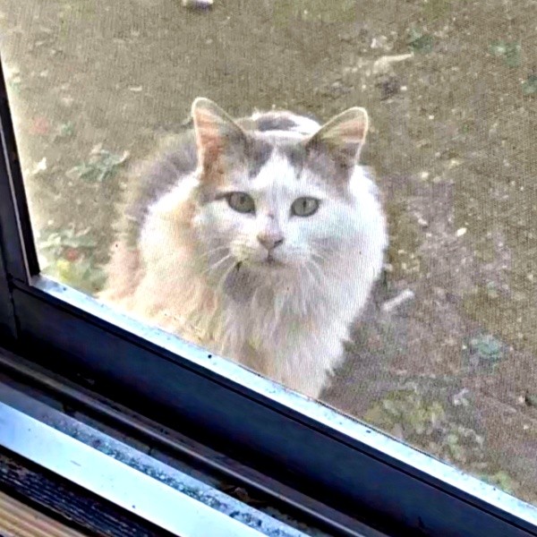 庭からお家の中をのぞくメルくん（画像提供：レオとむぎさん）