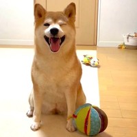 「雨の日の散歩キャンセル界隈」の柴犬、ももちゃん（画像提供：柴犬ももさん）