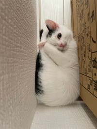 子猫時代の写真が話題に（画像提供：まつもとたけるさん）