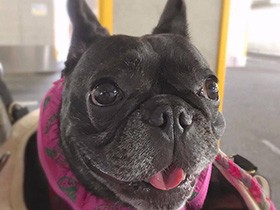 自転車で通院、あたしがんばったよ　フレブル「CHERIE」