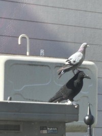 ハトよけのカラスの模型に堂々と乗るハト（たいちょさん提供）