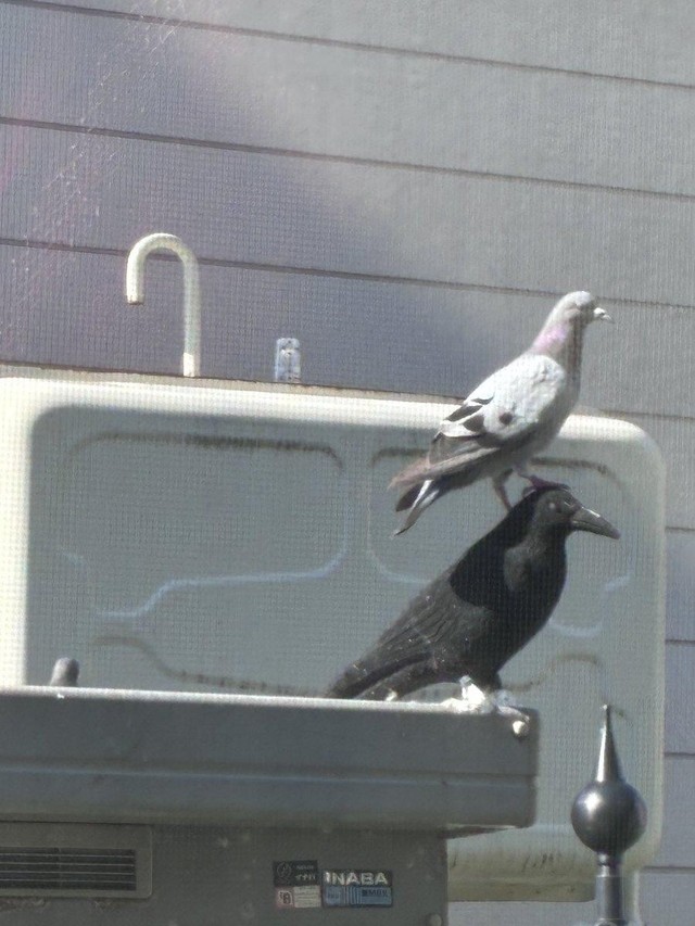 ハトよけのカラスの模型に堂々と乗るハト（たいちょさん提供）