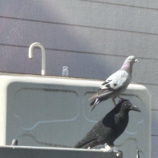 ハトよけのカラスの模型に堂々と乗るハト（たいちょさん提供）