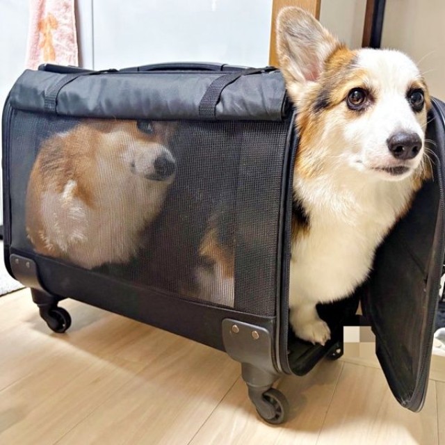 キャリーバッグにぎゅうぎゅう！ （左から）てんてんちゃん、イヴくん（画像提供：イヴ（いーちゃん）さん）