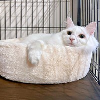 猫ベッドでのんびりくつろぐあめくん（画像提供：naoさん）