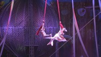 木下大サーカス岡山公演
