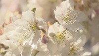 ミョウショウジは「涅槃桜（ねはんざくら）」とも呼ばれる
