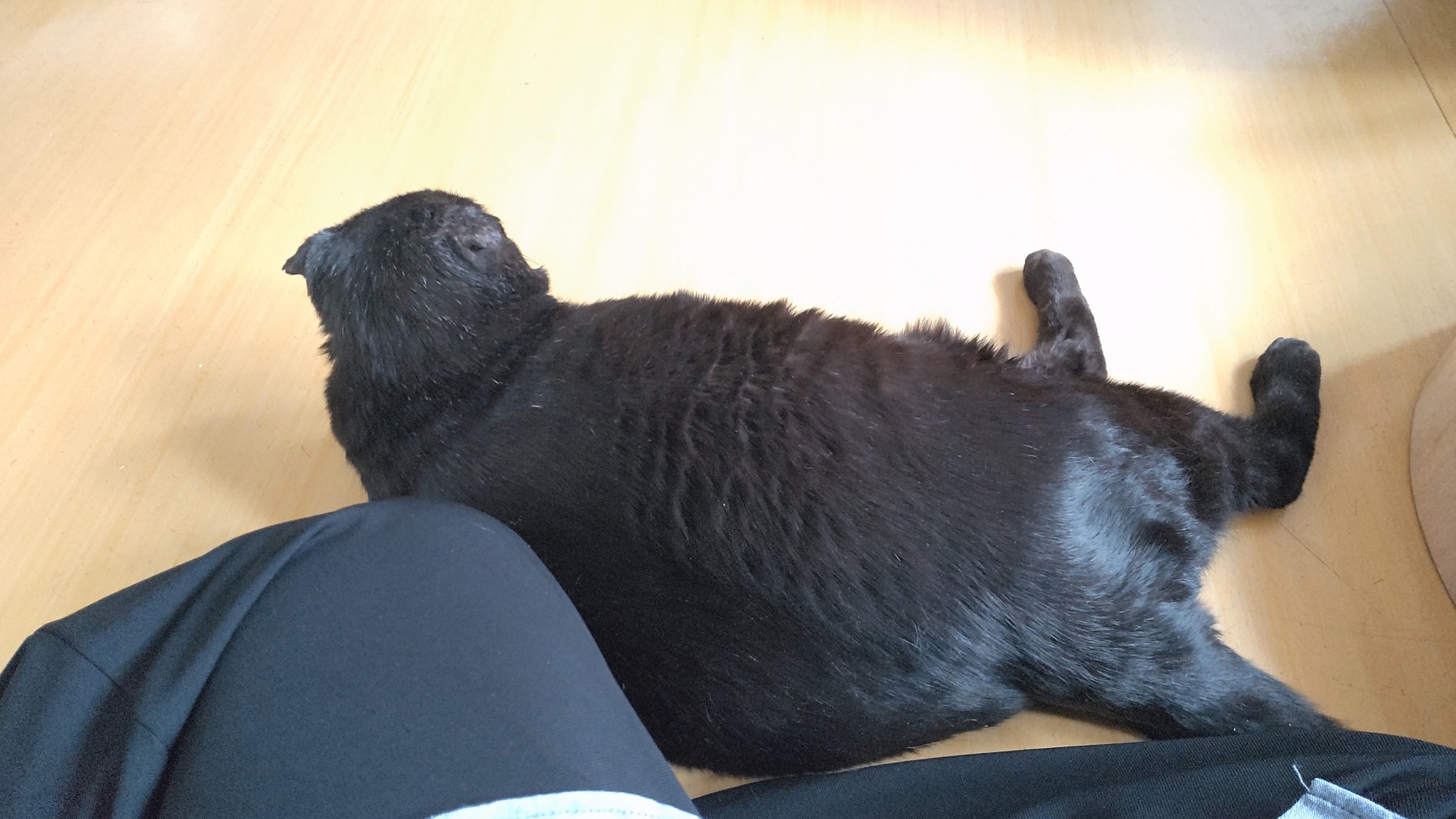 体重MAX12キロの超巨大猫…保護された時は、骨と皮だけのガリガリ状態