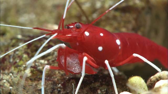 自然が生んだアート　新屋島水族館で芸術的な生き物の展示　高松市