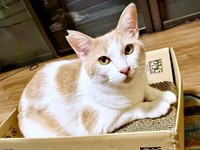 爪研ぎの上でくつろぐリンちゃん（画像提供：ともさん）