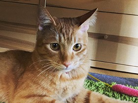 寂しがりやの被災猫と楽しく暮らす　茶トラ猫の「琥珀」