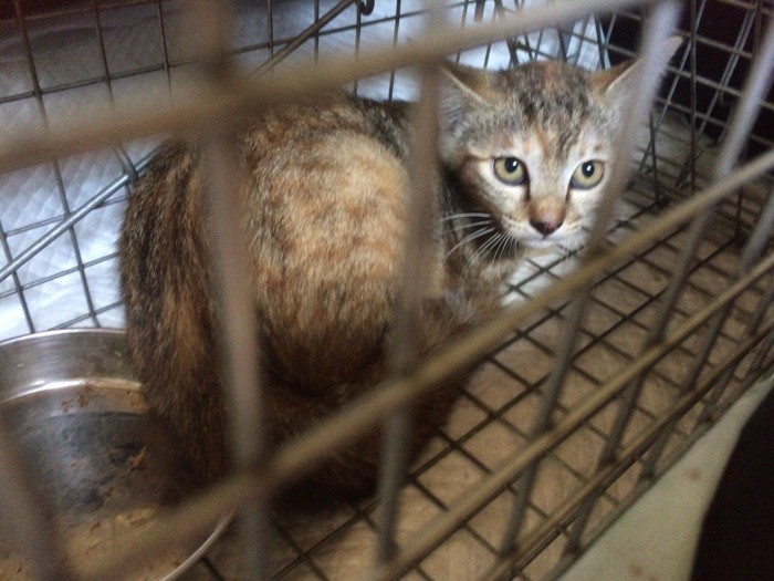 保護（捕獲）は主に休日や夜に行う