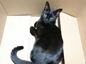 段ボールハウスを新調してる？　子猫時代に保護した黒猫「ココ」