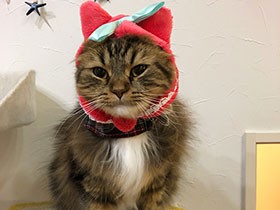 お手々と足に靴下をはいた猫　ミヌエットの「コテツ」