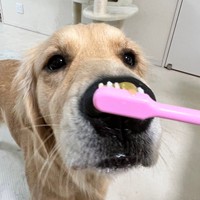 歯磨き、お気に入りの歯磨き粉があるの＝ぷぅ・つゆ・お茶子さん（@pu_channeldesu）提供