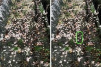 見つけられましたか？※緑の枠内にいます（右）（画像提供：よろたむさん）