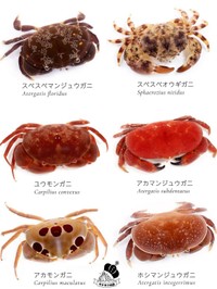 見た目が似ているマンジュウガニの仲間。今回の個体は右中のアカマンジュウガニ（でんかさん提供）