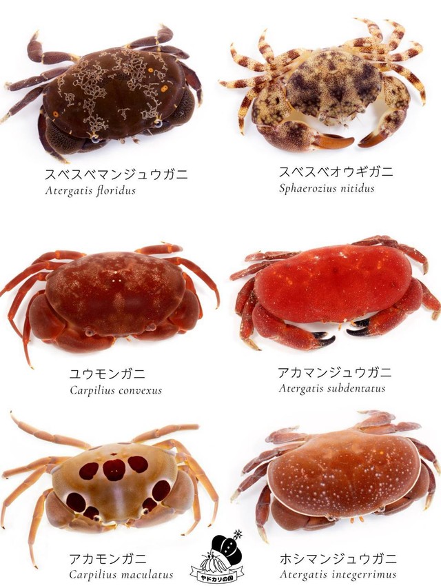 見た目が似ているマンジュウガニの仲間。今回の個体は右中のアカマンジュウガニ（でんかさん提供）