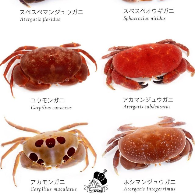 見た目が似ているマンジュウガニの仲間。今回の個体は右中のアカマンジュウガニ（でんかさん提供）