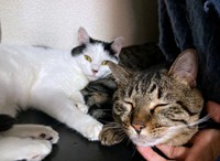 仲良くくつろぐ（奥）めかぶちゃん、（手前）しらすちゃん（画像提供：硝子さん）