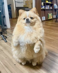 立ち上がるのが得意なピカルディくん（提供：ポメのピカルディさん）