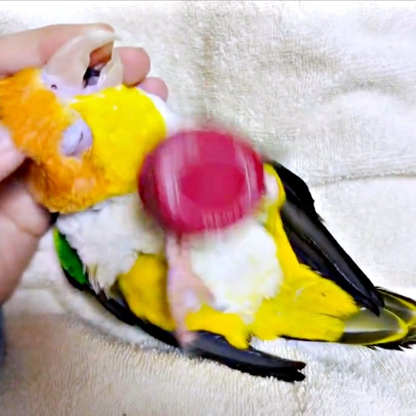 キャップをフリフリしながら甘えるポーくん（画像提供：タイラーさん）