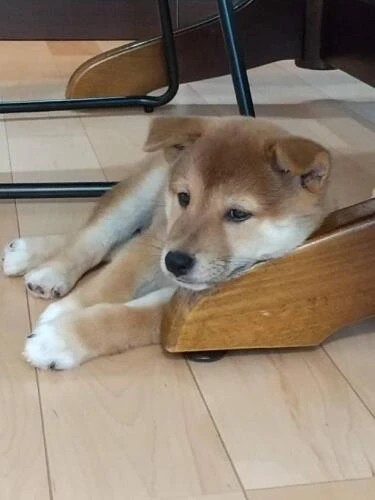 家にきたころの「ぶん太」