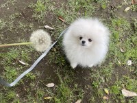 また別の日の「本日の毛球」写真、タンポポの綿毛を見上げるちょむちゃん（画像提供：ポメラニアン ちょむさん）