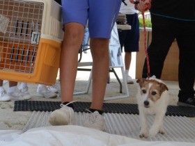 災害への備えを知ろう　ペットを連れて避難所へ、防災訓練で体験