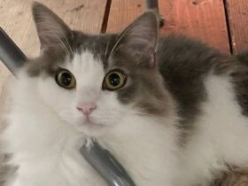 我が家を知り尽くした態度に先住猫の生まれ変わりを感じた　雑種猫「ジンジャー」