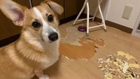 床をはがしてしまった銀太くん(銀太@コーギーさんTwitterより)