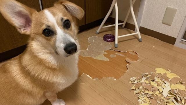 床をはがしてしまった銀太くん(銀太@コーギーさんTwitterより)