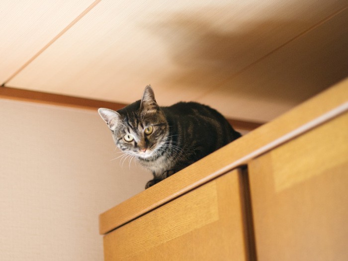 「今日も下界は騒がしいわね」（小林写函撮影）