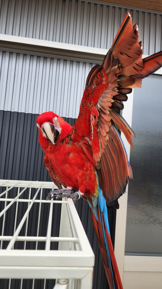 ベニコンゴウインコ（提供：劇団ペンターズ🐧イマイケルさん）