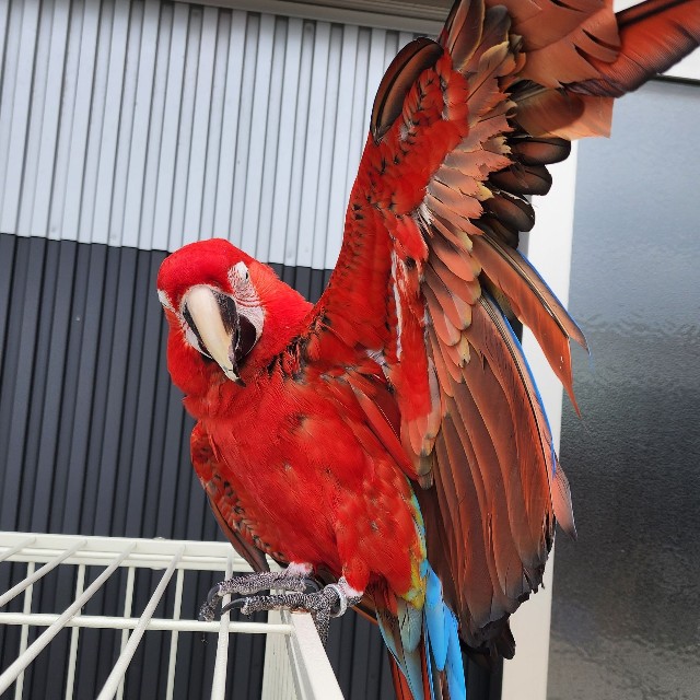 ベニコンゴウインコ（提供：劇団ペンターズ🐧イマイケルさん）