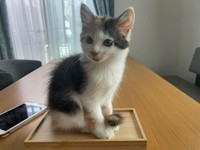 まるで私が乗るために置いてあったみたい